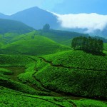 munnar hill station devikulam tea plantation