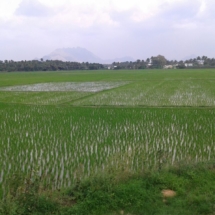 paddy fields in kerala
